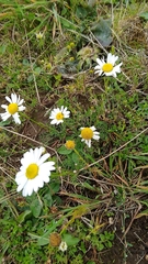Tripleurospermum inodorum