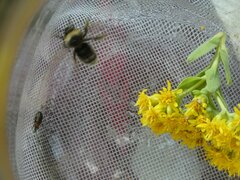 Bombus occidentalis