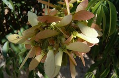 Diplopterys pubipetala