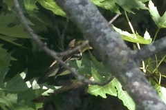Setophaga fusca