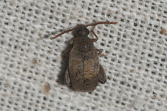 Bruchinae