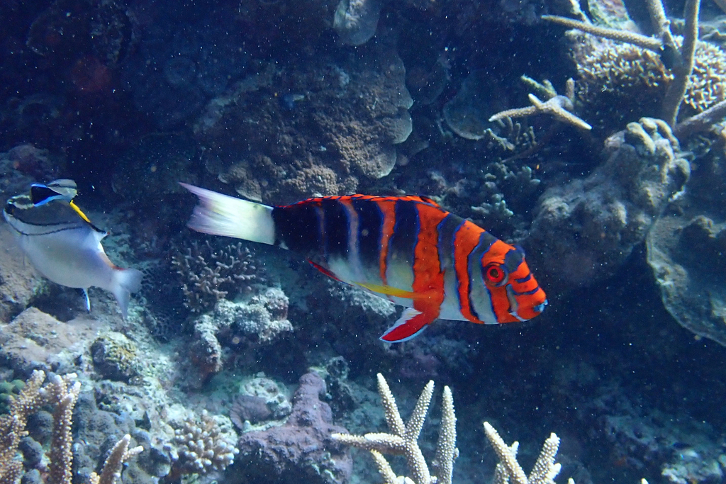 Hogfishes, Cales and Tuskfishes