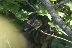 Setophaga fusca