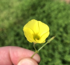 Oxalis pes-caprae