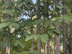 Carya tomentosa