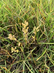Cochlearia groenlandica