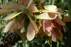 Diplopterys pubipetala