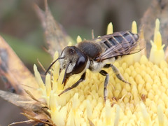 Megachile canariensis