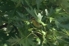 Setophaga fusca