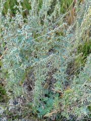 Artemisia absinthium