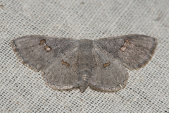 Somatina omicraria