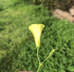 Oxalis pes-caprae
