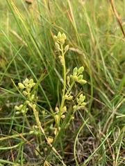 Cochlearia groenlandica