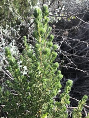 Cliffortia polygonifolia