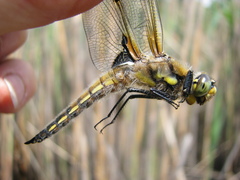 Libellula quadrimaculata