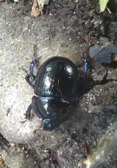 Anoplotrupes