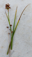 Juncus articulatus