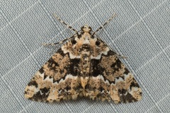 Prochasma dentilinea