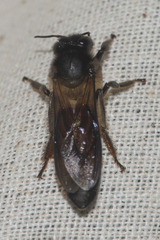 Apis dorsata