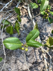 Ilex opaca