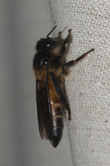 Apis dorsata