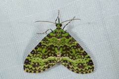 Tristeirometa mesogrammata