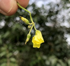 Oxalis pes-caprae