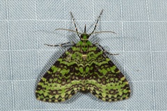 Tristeirometa mesogrammata