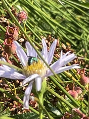 Augochloropsis metallica