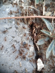 Tetramorium