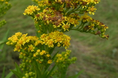 Solidago sempervirens