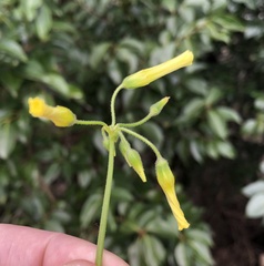 Oxalis pes-caprae