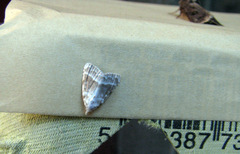 Meganola albula