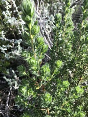 Cliffortia polygonifolia