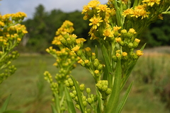 Solidago sempervirens