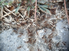 Tetramorium