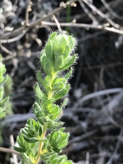 Cliffortia polygonifolia