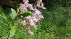 Eutrochium maculatum