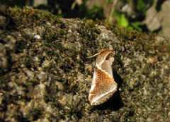 Habrosyne pyritoides