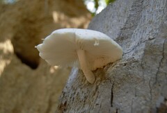 Oudemansiella