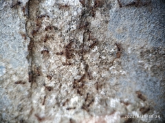 Tetramorium