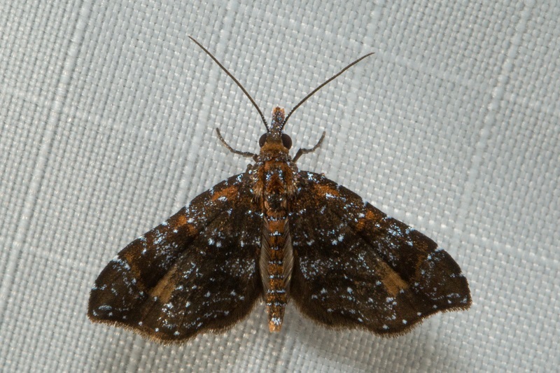 Scintillithex glaucisparsa