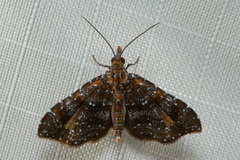 Scintillithex glaucisparsa