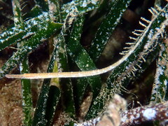 Syngnathus typhle