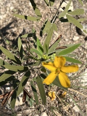 Senna roemeriana