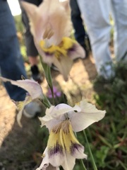 Gladiolus carinatus