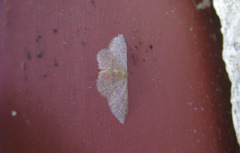 Idaea eugeniata