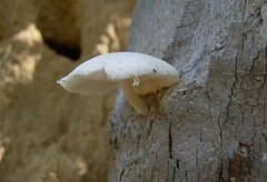 Oudemansiella