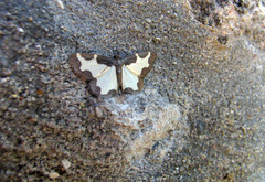 Lomaspilis marginata