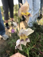 Gladiolus carinatus